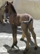foal on a farm in sunny weather