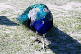 walking Peacock in Zoo
