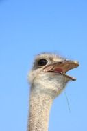 ostrich Close-Up