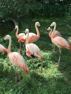 gorgeous Pink Flamingo