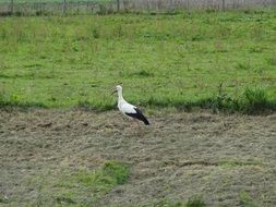 Stork Netherlands