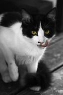 Portrait of Black and white cat on the wood