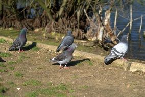 grey Pigeons walking at water