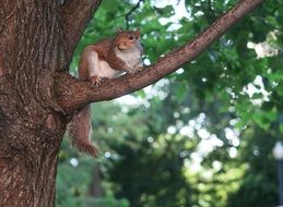 cute squirrel climbs a tree