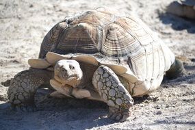 shell of a turtle