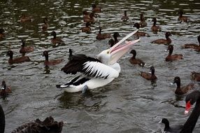 pelican stands in the water