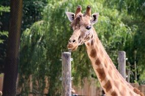 Giraffe sticking out tongue, head close up