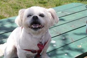 White Cute Dog