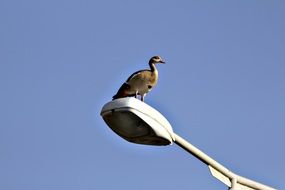 beautiful goose bird on a street lamp