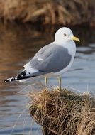 white gray beautiful Seagull