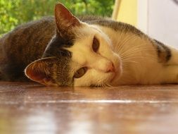 wonderful Tiger Cat is resting
