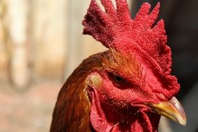 rooster portrait