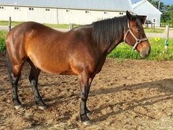 brown horse outdoors