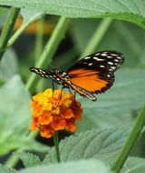 beautiful butterfly on the orange flower