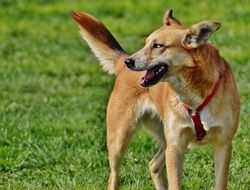 light brown mongrel