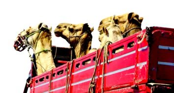 three camels in a red truck