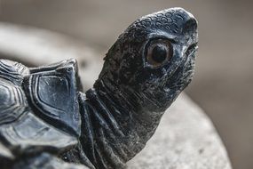 Turtle Head