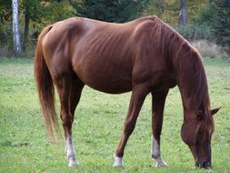 Brown grazing horse