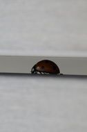 little ladybug closeup