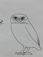 pencil drawn owl