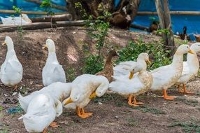 a group of white ducks on the ground