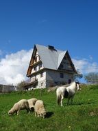 Sheep on Meadow, tatry