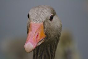 duck head on blurry background