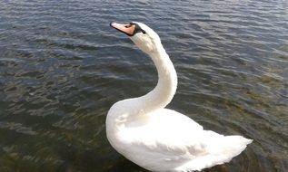 Swan Bird in Water wildlife portrait