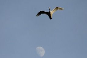 swan in flight in the sky against the moon