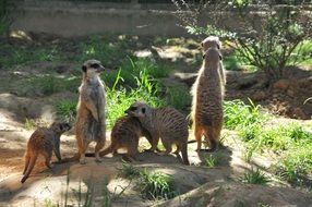 curious meerkats in nature