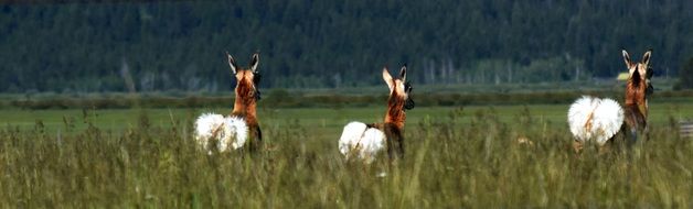 animals in Yellowstone National Park