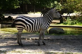 beautiful and cute Zebra Mammal