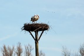 picture of the Storks in the nest