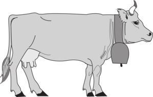 Gray Cow with Bell, Side view