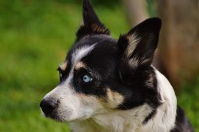 black and white dog with blue eyes