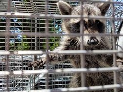 encaged raccoon