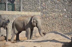 Wild Elephants in a zoo on a sunny day