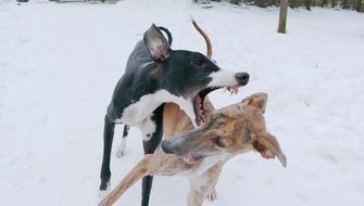 two young Spanish Greyhound Dogs playing together