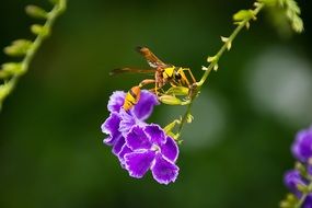 stunningly beautiful Tigers Wasp