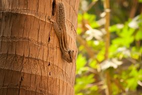 little squirrel on a tree trunk