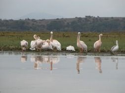 Birds on the Safari in Africa