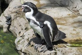 Cute Humboldt Penguin in Zoo