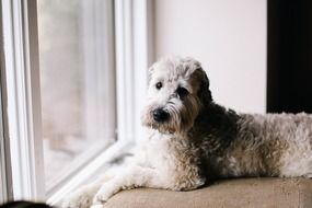 White domestic dog