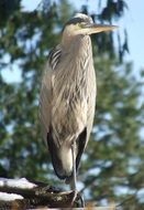 great blue heron