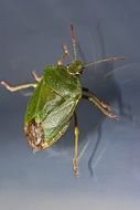 Macro photo of green bug