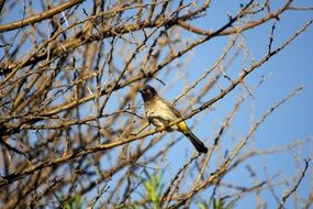 African Fly Catcher bird is sitting on the tree branch