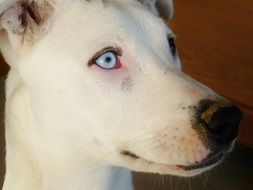 Dog Pet Snout with blue Eyes close portrait