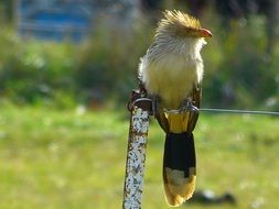 bird with fluffy yellow plumage