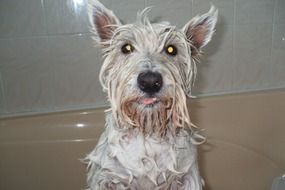 portrait of Wet Dog Pet