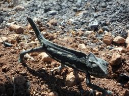 walking common chameleon